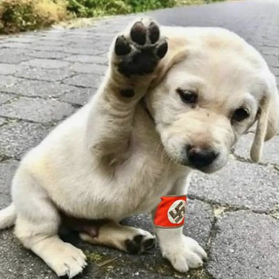 jd0ggied0g's profile picture. All I do is retweet. I have no thought of my own.