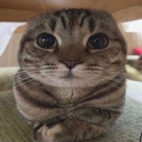 cockgaming32 (@cockgaming32) 's Twitter Profile Photo