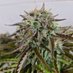 IndoBlazing (@blazingindo) Twitter profile photo IndoBlazing (@blazingindo) Twitter profile photo