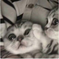 pengu_val (@pengu_val) 's Twitter Profile