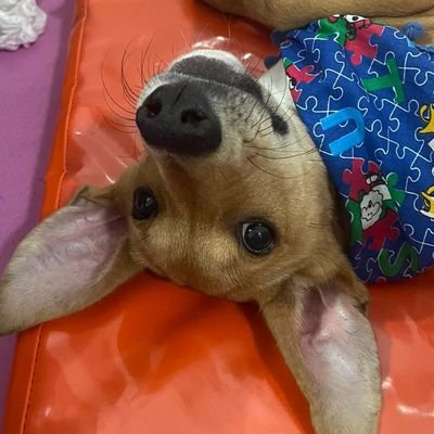 Ajudeo_Zeus's profile picture. Sou o Zeus, tenho 8 meses e tive cinomose aos 4! Consegui curar da doença porém estou com muitas sequelas e preciso de ajuda para pagar minha cirurgia!