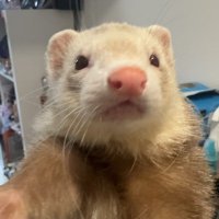 billkritt (@pboo_hhj) 's Twitter Profile
