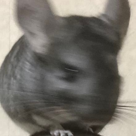 sasanyanroido's profile picture. 道産子 　写真撮ったり音楽作ったりしてた