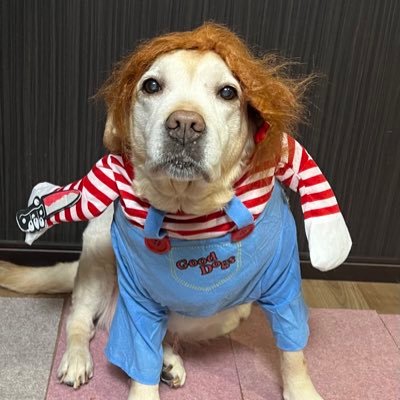 sinamon_natumi's profile picture. ドックサロン開業 AAA大好き PCゲームでDBDとRUSTやってます‼️どちらポンコツですがよろしくお願いします🙇‍♀️