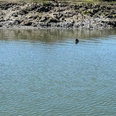 Just0lly's profile picture. Waddling through life enjoying Rugby 🐝, Music and cooking. Bin Juice Member for Chesham Stags and serial Beer drinker.