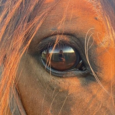 iran_love_iran's profile picture. 