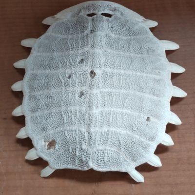 id_kz_skr's profile picture. 親子でスポチャンやってるスポチャンおじさん。 
剣道二段・小太刀三段・長剣三段・短刀三段・楯小太刀二段・楯長剣二段・長槍二段。
A級インストラクター。
剣で人生を楽しみたい人。
見学・体験・出稽古の希望ありましたらDMまで。
#寒川町
#湘南台
#川崎岡上
#スポーツチャンバラ