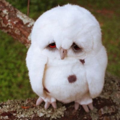 Yours4EverOT5's profile picture. FAN ACCOUNT - A'TIN, Swiftie and Potterhead rolled into ME!