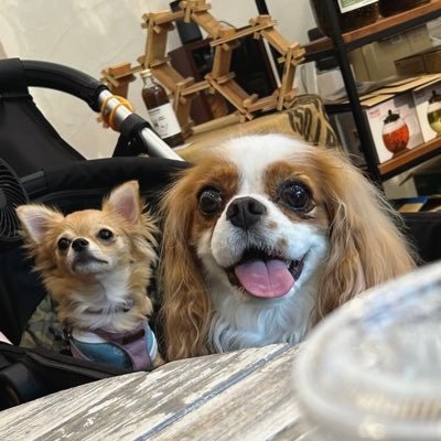 machapina1's profile picture. 子NACSでめちゃめちゃ子猫です💛 アイコンは我が家の二代目キャバリアと二代目チワッコ、シニア🐶応援してます。誤字脱字プロ