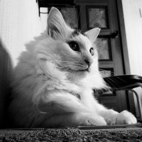 Goman (@mofumofugomam) 's Twitter Profile