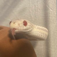 エビみょん (@ebimyon) 's Twitter Profile Photo