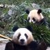 Chao TianJiao (@goobearctj) Twitter profile photo Chao TianJiao (@goobearctj) Twitter profile photo