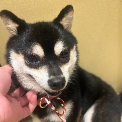 initial_jun's profile picture. DG11A HAL東京