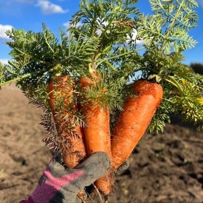 nyanpoko_08's profile picture. 将来農業をしたい会社員です。
休みの日は畑で農家ごっこをしているド素人です。
無言フォロー失礼します！