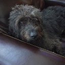 jane goldsmith - @snoozewangle - Twitter