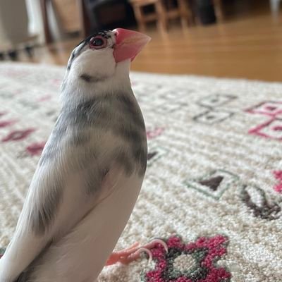 X5iEqrFUkj70529's profile picture. よろしくお願いします