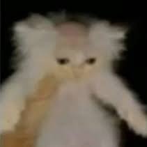 sikvett's profile picture. Criador de canarios, gallero, ex hincha de junior y estructuralmente vencido.