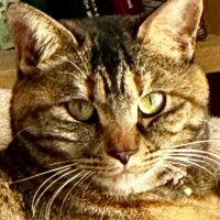 ぐね (@g_u_nex) 's Twitter Profile