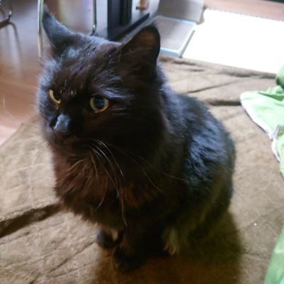 迷い猫捜索の為のアカウントです。2024年3月10日に自宅より愛猫の長毛黒猫のくまが家出。徳島県南部の海陽町より発信しています。時間が経っている為、隣町など遠方にいる可能性もあります。些細なことでも結構です、何か情報ありましたらご連絡よろしくお願いいたします🙇ご協力頂いたかたに無言フォロー失礼いたします。
