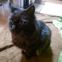 黒猫のくまを探しています🐈⬛ (@kuronekokuma716) 's Twitter Profile Photo 黒猫のくまを探しています🐈⬛ (@kuronekokuma716) 's Twitter Profile Photo