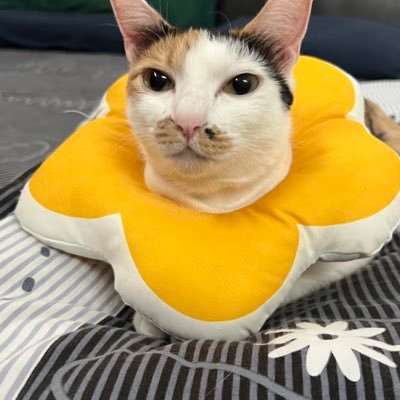 元々台湾生活での悩みや情報集めのためのアカウントでしたが、 2021年10月に突然 子猫がやってきて、子猫の成長記録メインになってきてます🐈