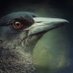 Angry Magpie (@karenagold) Twitter profile photo Angry Magpie (@karenagold) Twitter profile photo
