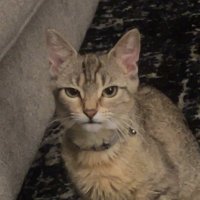 Simba (@simbathejanitor) 's Twitter Profile
