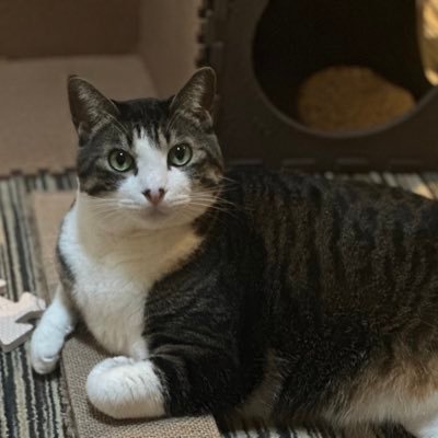 Dotolasan's profile picture. 