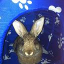 Katrina Lloyd - @dobbyfreerabbit - Twitter