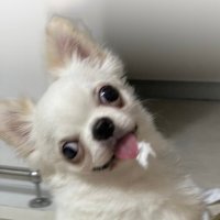 atsu (@odeko626) 's Twitter Profile