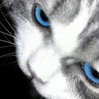 Nate (@lefabio4) 's Twitter Profile
