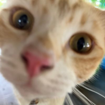 Mewmew935's profile picture. : )