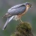 GBR Photos (@gbrphotos) Twitter profile photo GBR Photos (@gbrphotos) Twitter profile photo