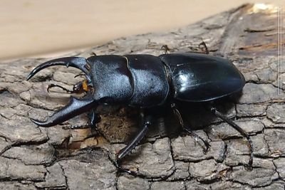 幼稚園の頃から生物ハンターのクルムが、日常で捕まえた生物や、作った標本の画像を投稿しています。
今までに捕まえた生物は約700種類。
自分で撮影した画像でWeb図鑑を作成中!
将来は魚河岸シャツの濱いち屋を継ぎながら、生物関係の施設を作って館長になるのが夢です。