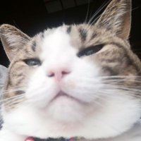 りん12151178 (@rin12151178) 's Twitter Profile