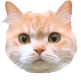 なまけねこ🐱バンコク在住🇹🇭 (@qj2mrzomsa7yxwp) 's Twitter Profile