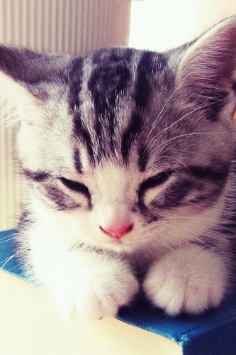 cgsusong's profile picture. 조화