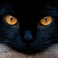 बिलार 😾 (@chad_dad0) 's Twitter Profile Photo