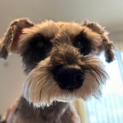 犬、猫と音楽、日々平穏なり。旧アカウントからお引越☺️前回は髭アカウントでした!旧アカウントでお世話になった方をみかけたら、フォローをしています。もし宜しければ、また宜しくお願いします🙇 2025年4月中頃から鍵垢解除してます。