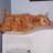 Orange Cat