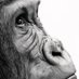Rowan Gallery (@rowangallery) Twitter profile photo Rowan Gallery (@rowangallery) Twitter profile photo