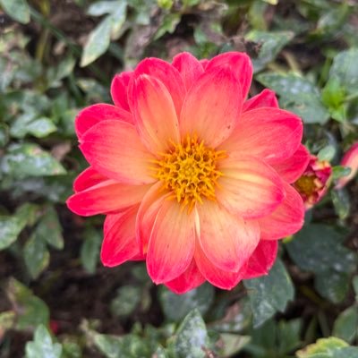 SoliveBrasil's profile picture. Cristã, mãe, avó e apaixonada pelo meu País. ❤🇧🇷🇧🇷🇧🇷