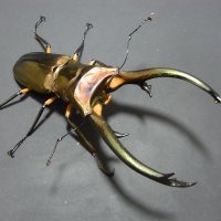 charan(パワーインセクトCの中の人) (@powerinsectc) 's Twitter Profile
