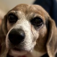 EvilBeagle (@evilbeagle90024) 's Twitter Profile Photo EvilBeagle (@evilbeagle90024) 's Twitter Profile Photo