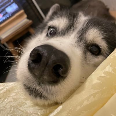 WizUsagi's profile picture. 