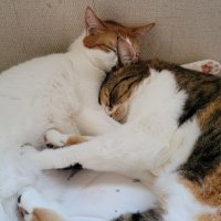 マロン (@malonjk) Twitter profile photo