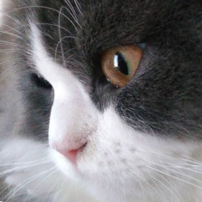 lau_chinchila's profile picture. 10匹のねこと暮らしてます🐈/我が家のにゃんこ様方→アメリカンショートヘア/スコティッシュフォールド/マンチカン/ラグドール/チンチラペルシャ/ブリティッシュショートヘア/固定ポストいいね！お願いします🐾