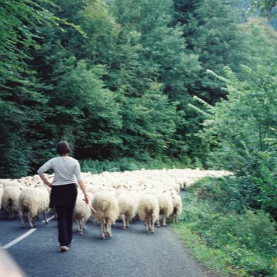 moutonton2's profile picture. 好きなものはネコ、活字…。自分がこれまでどれだけ騙されていたのか知りたいと思っています。