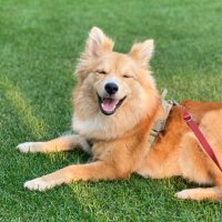 もちもちもちた🐕 (@motimotimochita) Twitter profile photo