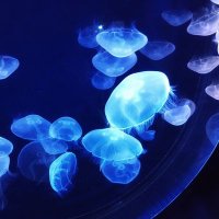 亜萱 (@akayagetweird) Twitter profile photo